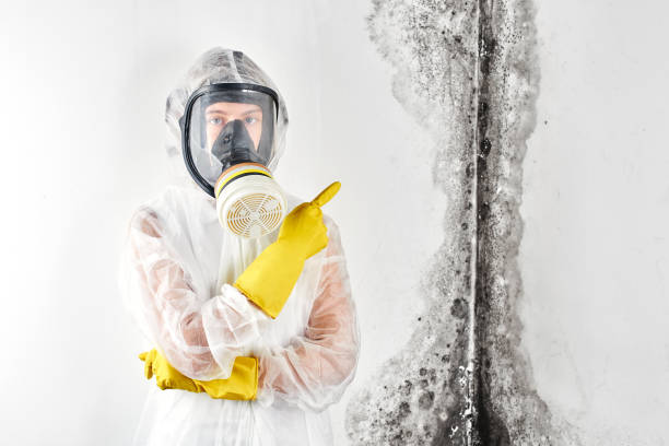 Best Black Mold Removal in USA